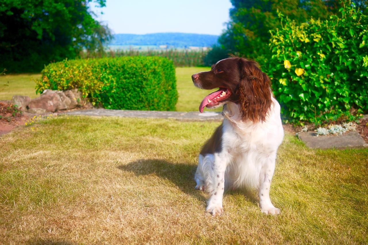 Glewstone Court Country House Hotel Ross-on-Wye 외부 사진