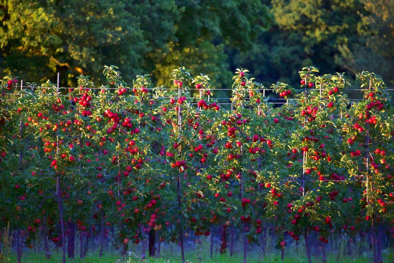 Glewstone Court Country House Hotel Ross-on-Wye 외부 사진